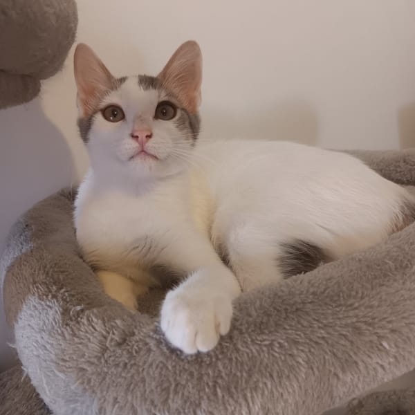 *LÉO*