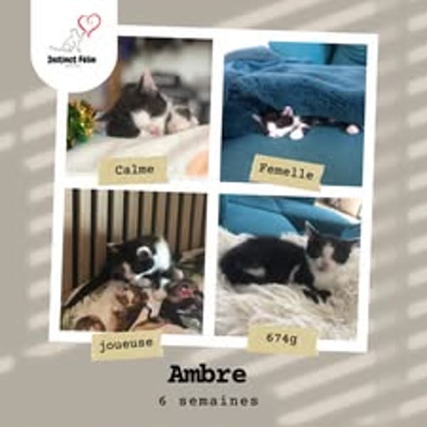 AMBRE