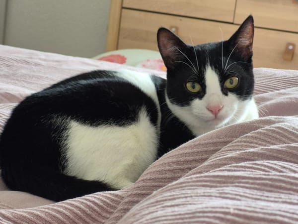 Nala (Luna)