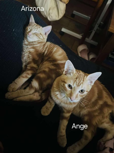 ANGE et ARIZONA  Double adoption