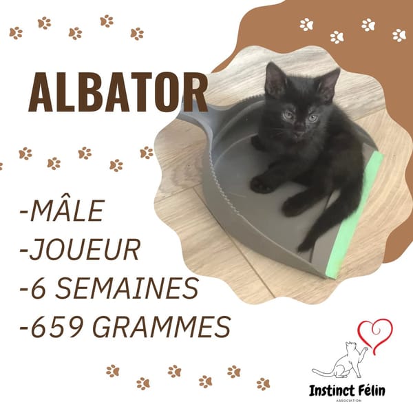 ALBATOR