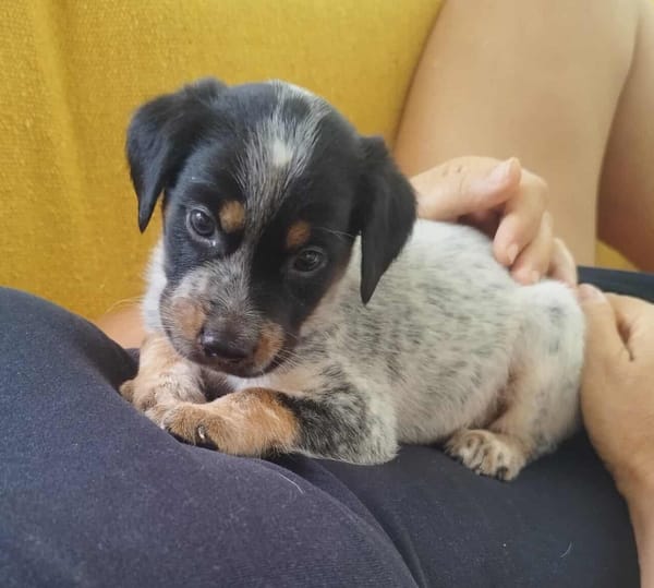 ARLEY le joli coeur