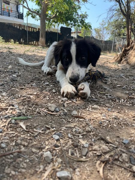 Angi