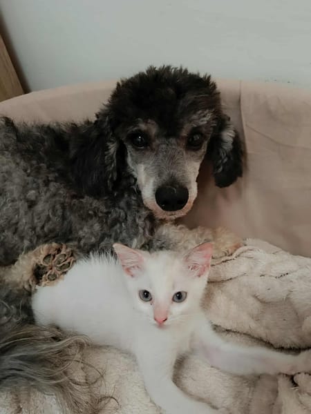 Lily Rose, la mignonne petite chatte
