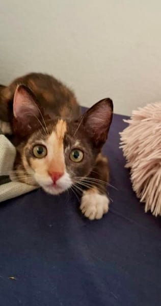 Maddy, femelle croisée européen, née le 05/06/2025 🐱