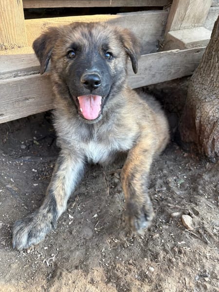 Odin