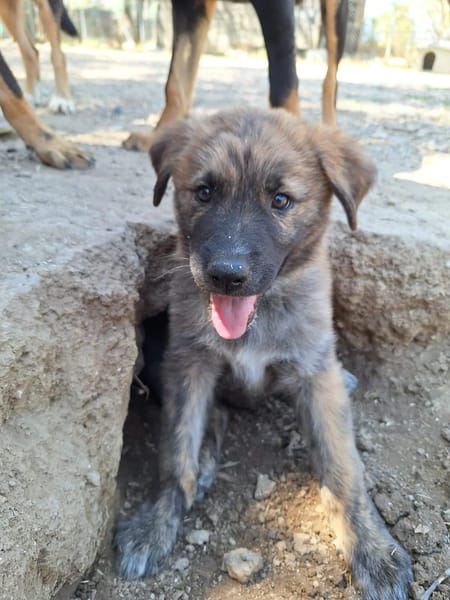 Odin