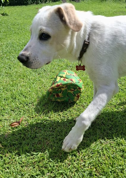 Milio, mâle croisé berger, né le 06/04/2025🐶