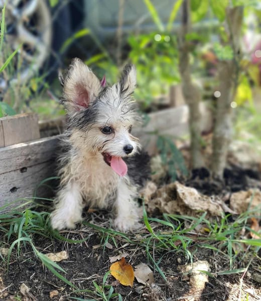 Korail, femelle croisée bichon , née le 09/04/2025 🐶