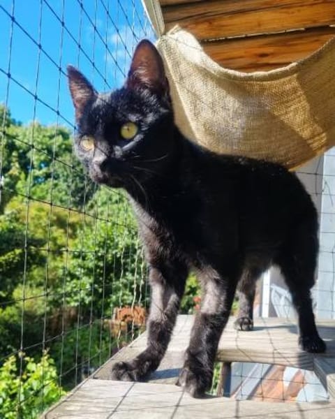 CORVIN sucht Zuhause mit Garten