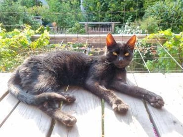 CORVIN sucht Zuhause mit Garten