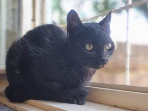 CORVIN sucht Zuhause mit Garten
