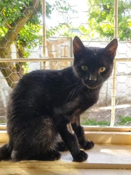 CORVIN sucht Zuhause mit Garten