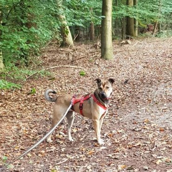 Terry:Jetzt werde ich auch Familienhund