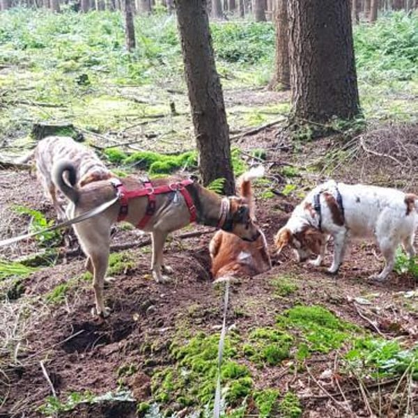 Terry:Jetzt werde ich auch Familienhund