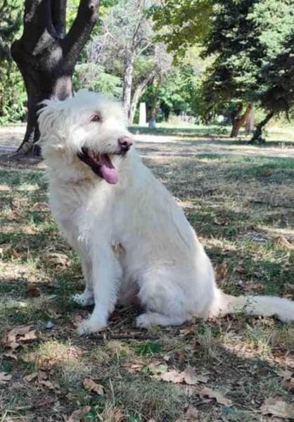 Oscar der Goldendoodle