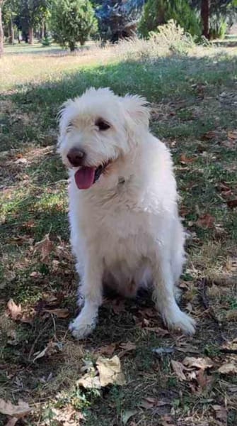 Oscar der Goldendoodle