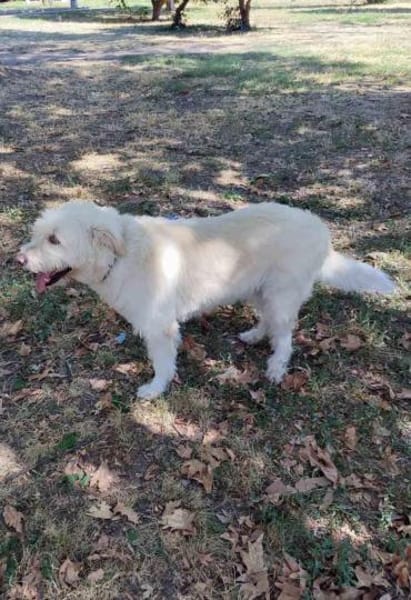 Oscar der Goldendoodle