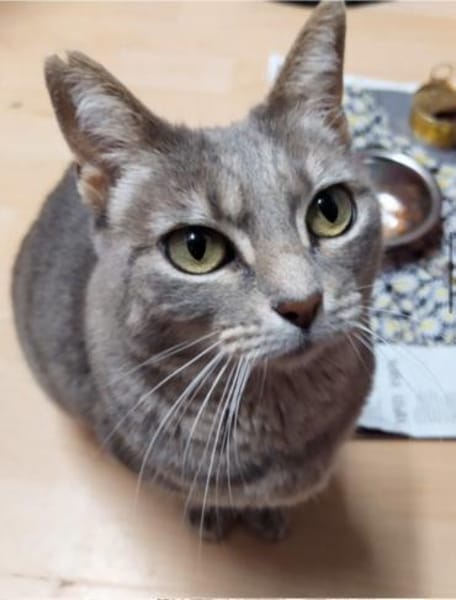 Daisy sucht in Wohnjngshaltung FIV&FeLV+