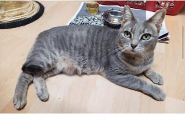 Daisy sucht in Wohnjngshaltung FIV&FeLV+