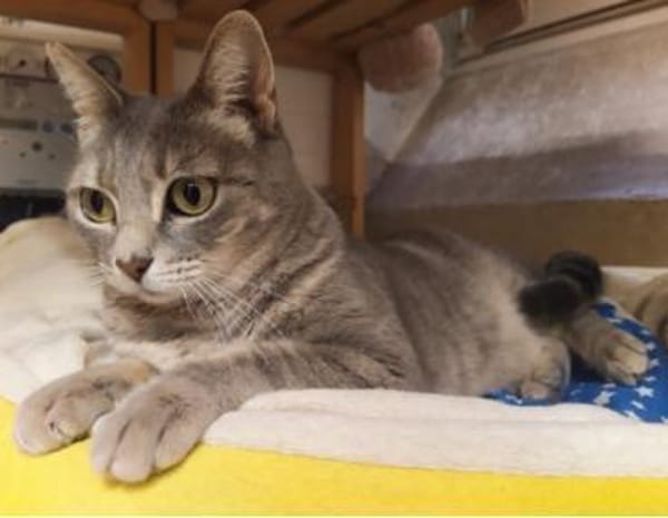 Daisy sucht in Wohnjngshaltung FIV&FeLV+