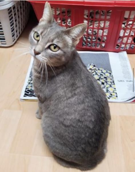 Daisy sucht in Wohnjngshaltung FIV&FeLV+