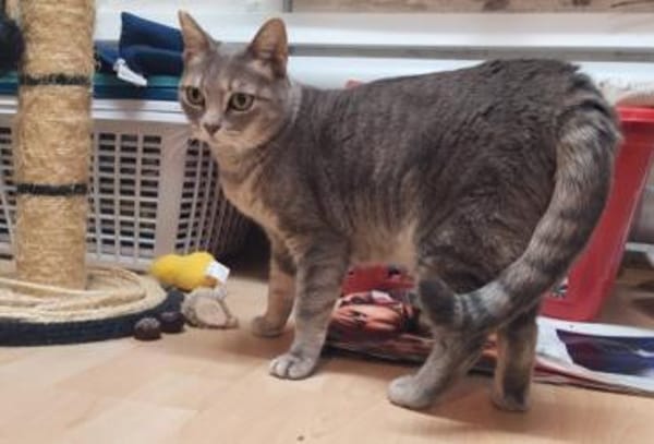 Daisy sucht in Wohnjngshaltung FIV&FeLV+