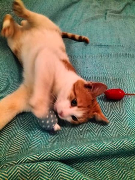 kleines Katerle Leo sucht Zuhause