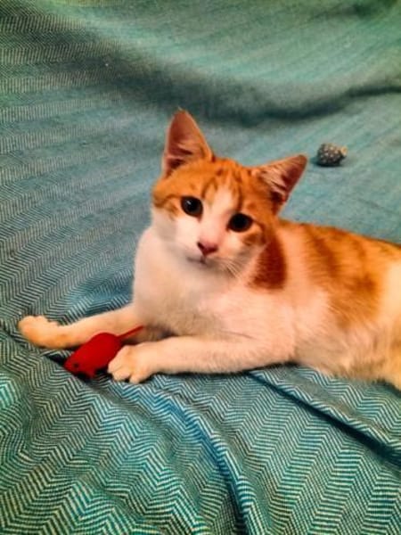 kleines Katerle Leo sucht Zuhause
