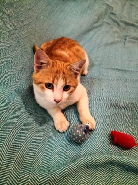 kleines Katerle Leo sucht Zuhause
