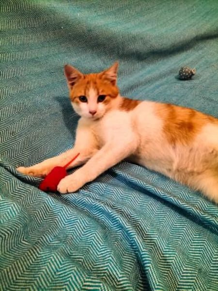 kleines Katerle Leo sucht Zuhause