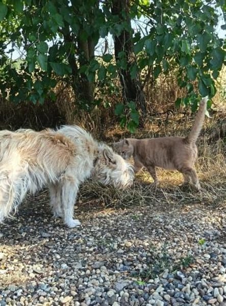 Samy sucht liebevolle Familie