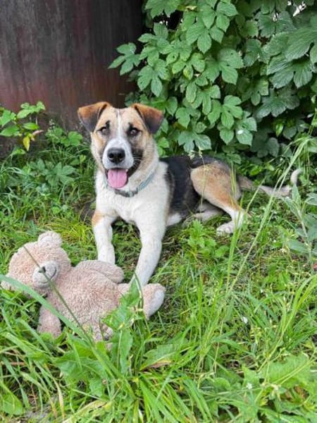 Bucky ein toller Junghund