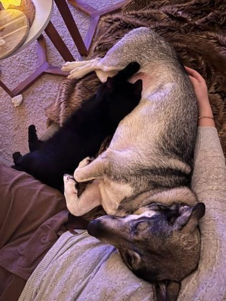 Kleine Svea sucht neues Zuhause