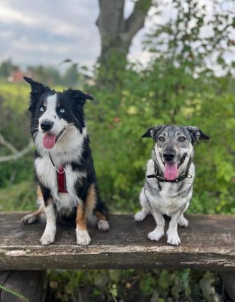 Kleine Svea sucht neues Zuhause