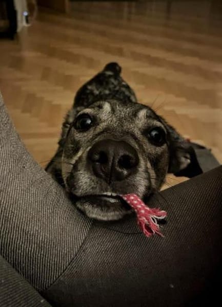 Kleine Svea sucht neues Zuhause