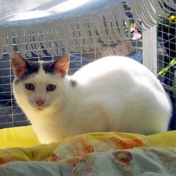 Kater Eric sucht dringend ein Körbchen