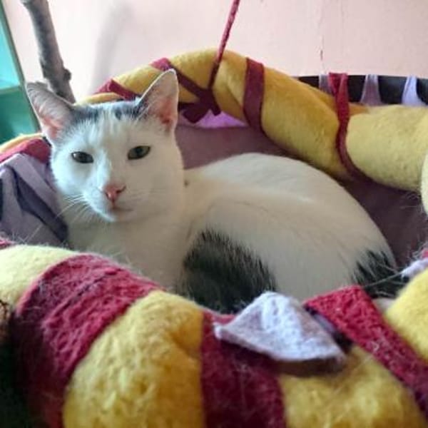 Kater Eric sucht dringend ein Körbchen