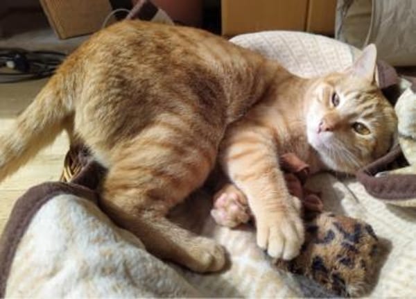 Foxy und Monty suchen zusammen