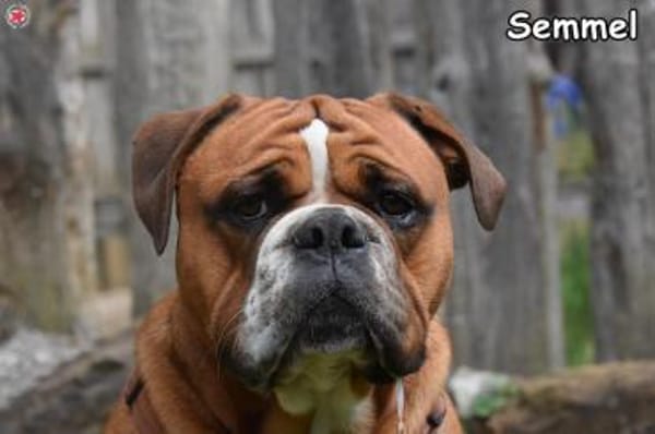 SEMMEL