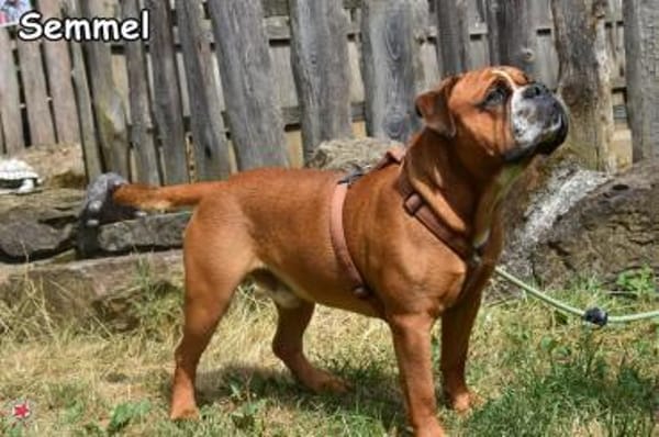 SEMMEL