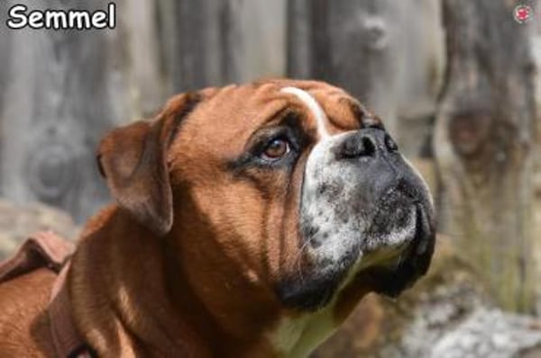SEMMEL