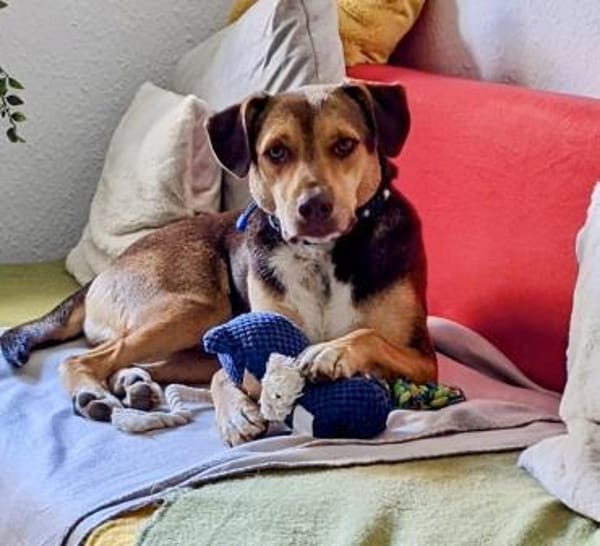 Balto, sanft, verschmust, freundlich