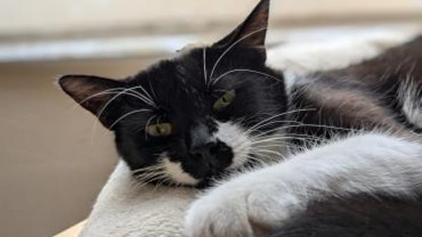 Lotti - lieber Haus - statt Hofkatze