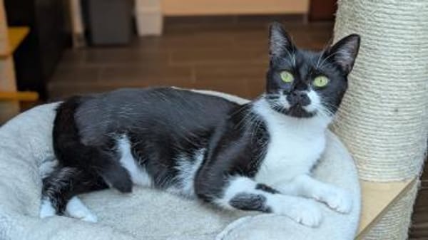 Lotti - lieber Haus - statt Hofkatze