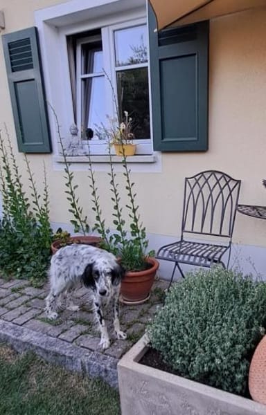 Lebensfrohes Settermädchen sucht