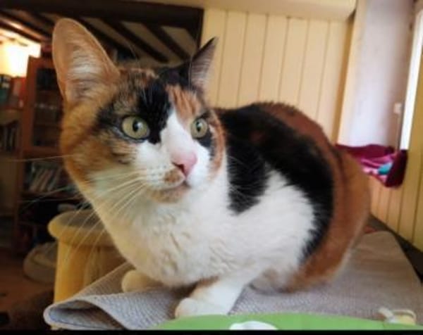 Lomi FIV+ sucht in Wohnungshaltung