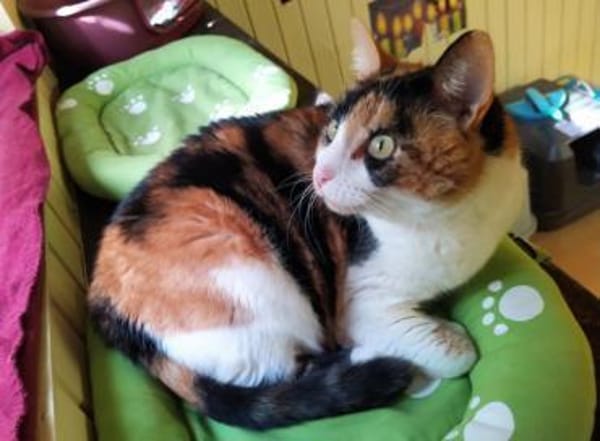 Lomi FIV+ sucht in Wohnungshaltung