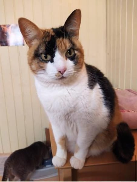 Lomi FIV+ sucht in Wohnungshaltung
