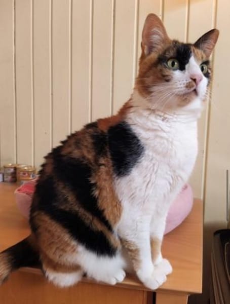 Lomi FIV+ sucht in Wohnungshaltung